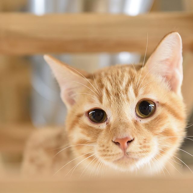 保護猫カフェネコリパブリックで暮らすシャイトラの様子
