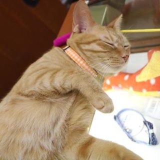 保護猫カフェネコリパブリック愛知江南店で暮らすかあちゃんの様子