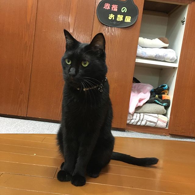 保護猫カフェネコリパブリック愛知江南店で暮らす赤福の様子
