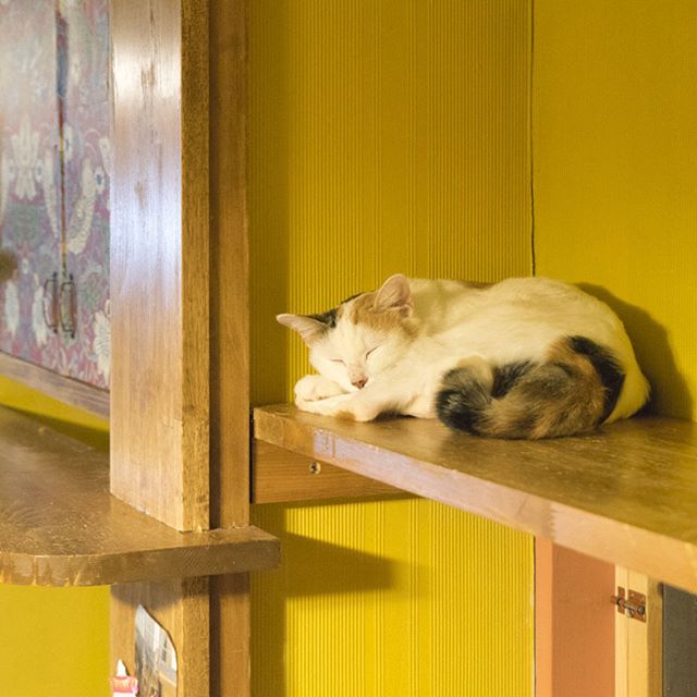 保護猫カフェネコリパブリック東京お茶の水店で暮らす玉川ヨシ子の様子