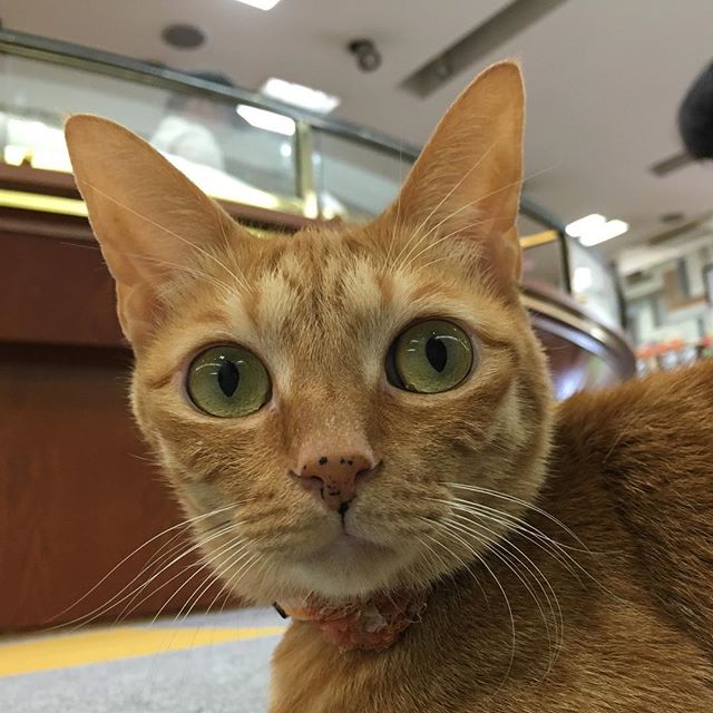 保護猫カフェネコリパブリック愛知江南店で暮らすかあちゃんの様子