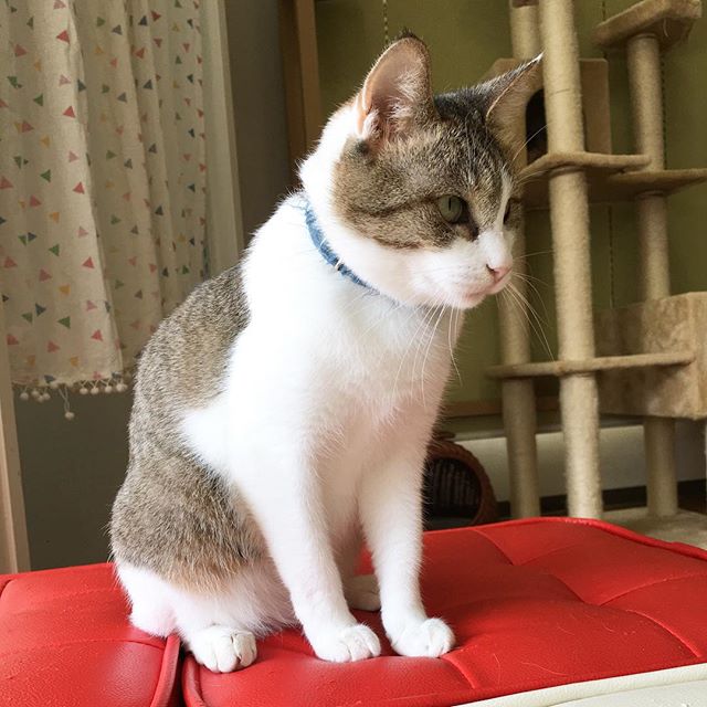 保護猫カフェネコリパブリック愛知江南店で暮らすアリアの様子