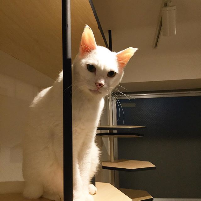 保護猫カフェネコリパブリックで暮らす小次郎の様子