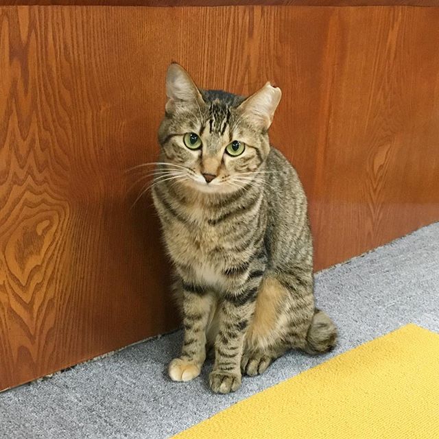保護猫カフェネコリパブリック愛知江南店で暮らすチルの様子