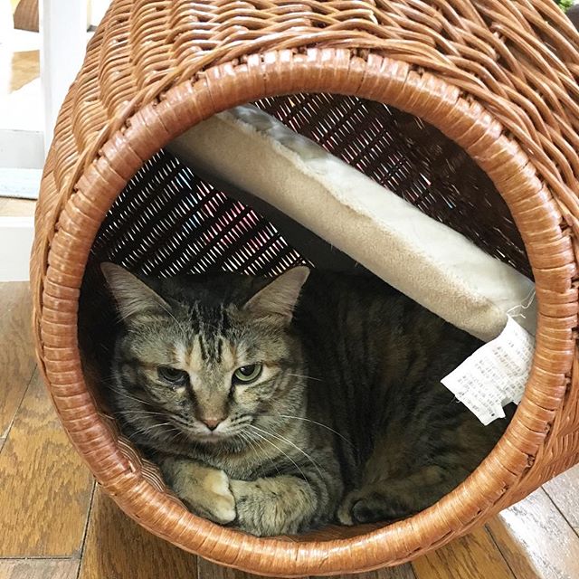 保護猫カフェネコリパブリック愛知江南店で暮らすのりたまの様子