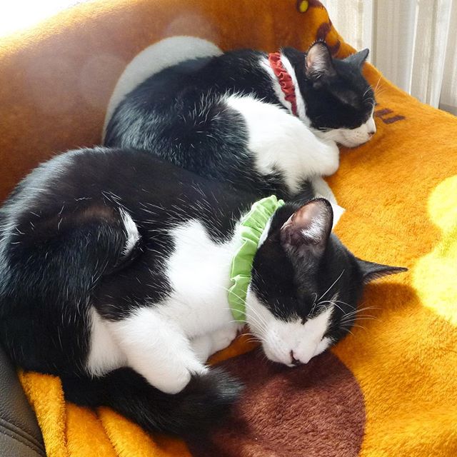 保護猫カフェネコリパブリックで暮らすシュリ リーフの様子