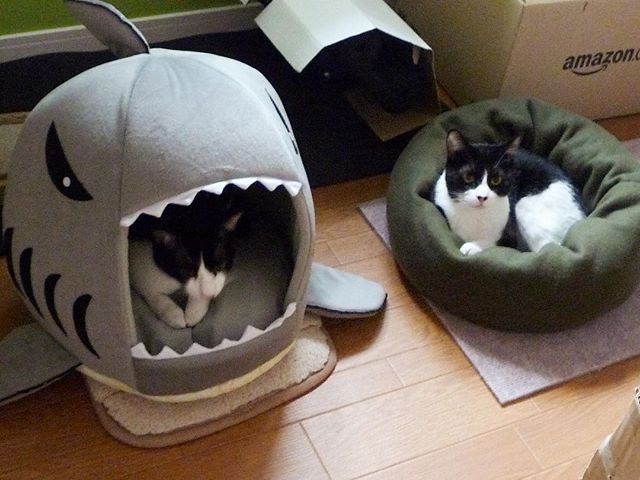 保護猫カフェネコリパブリックで暮らすシュリ リーフの様子