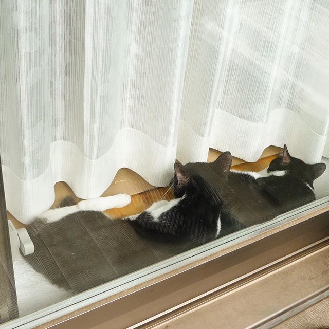 保護猫カフェネコリパブリックで暮らすシュリ リーフの様子