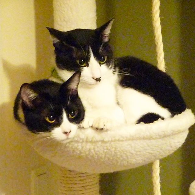 保護猫カフェネコリパブリックで暮らすシュリ リーフの様子