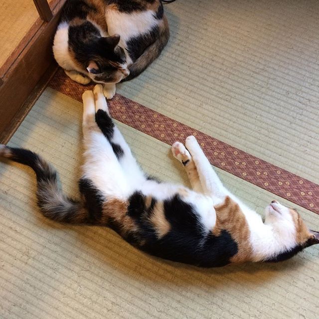 保護猫カフェネコリパブリック東京お茶の水店で暮らすキャリー すーの様子