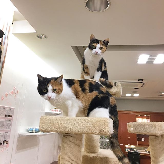 保護猫カフェネコリパブリック愛知江南店で暮らすみるく みかんの様子