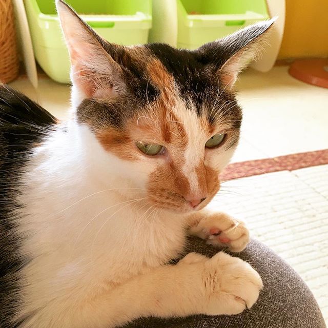 保護猫カフェネコリパブリック東京お茶の水店で暮らすキャリーの様子