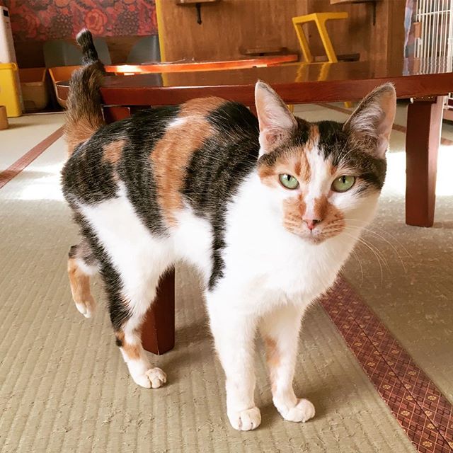 保護猫カフェネコリパブリック東京お茶の水店で暮らすキャリーの様子