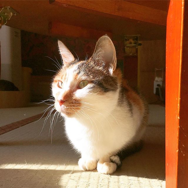保護猫カフェネコリパブリック東京お茶の水店で暮らすキャリーの様子