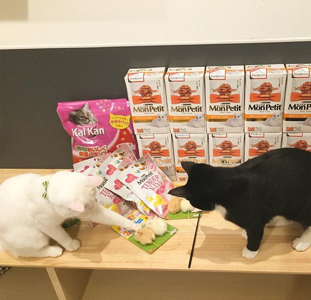 保護猫カフェネコリパブリックで暮らすコットン カイトの様子