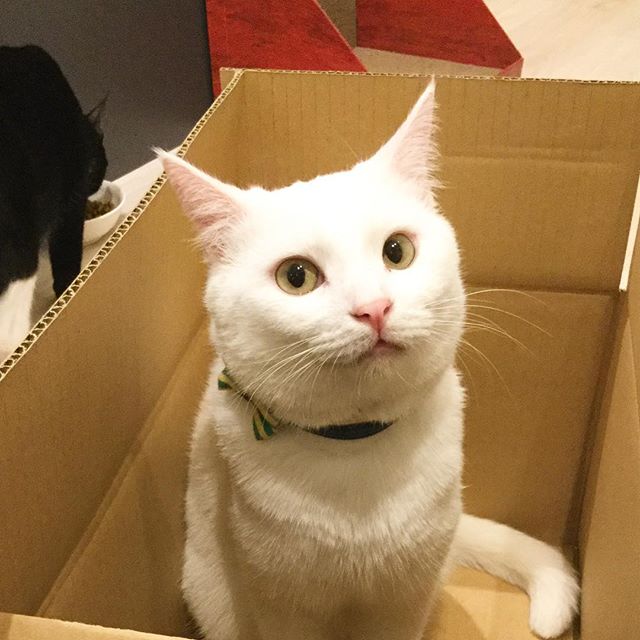 保護猫カフェネコリパブリックで暮らすコットンの様子