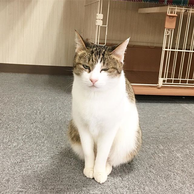保護猫カフェネコリパブリック愛知江南店で暮らすアリアの様子