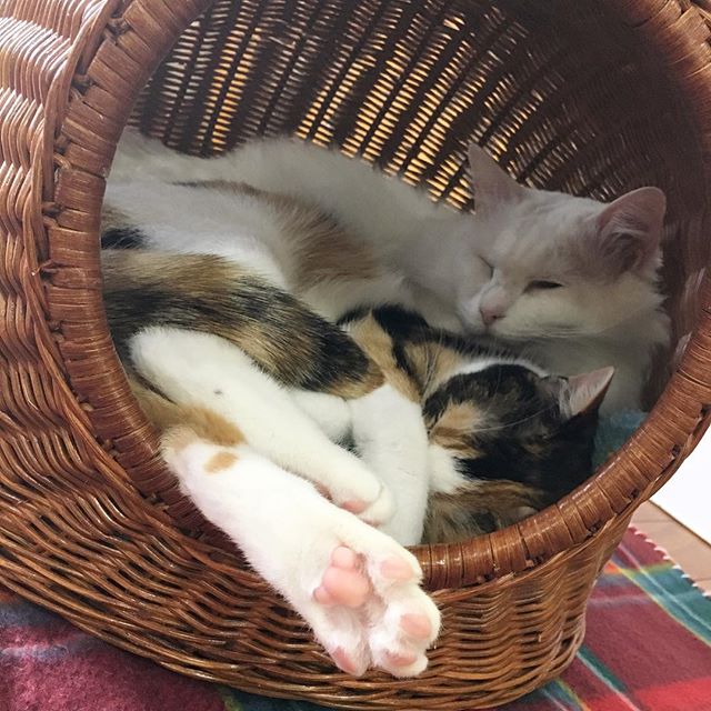 保護猫カフェネコリパブリック愛知江南店で暮らすみかん オッドさんの様子