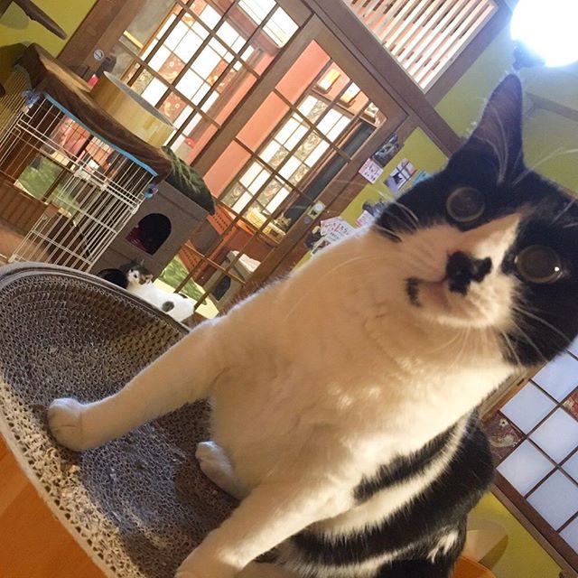 保護猫カフェネコリパブリック東京お茶の水店で暮らすすみこの様子