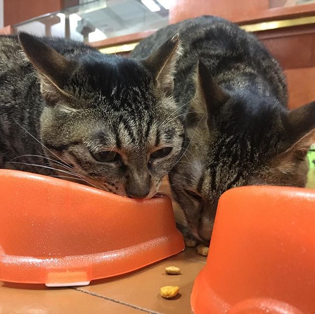 保護猫カフェネコリパブリック愛知江南店で暮らすチョビ ウルの様子