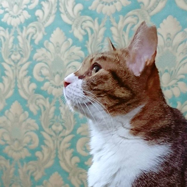 保護猫カフェネコリパブリック東京中野店で暮らすまいの様子