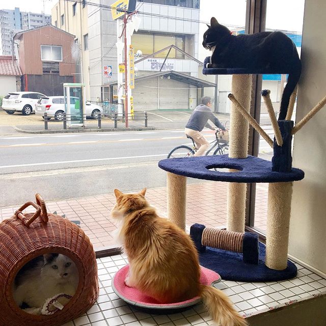 保護猫カフェネコリパブリック愛知江南店で暮らすてんてん ダンテ のあの様子