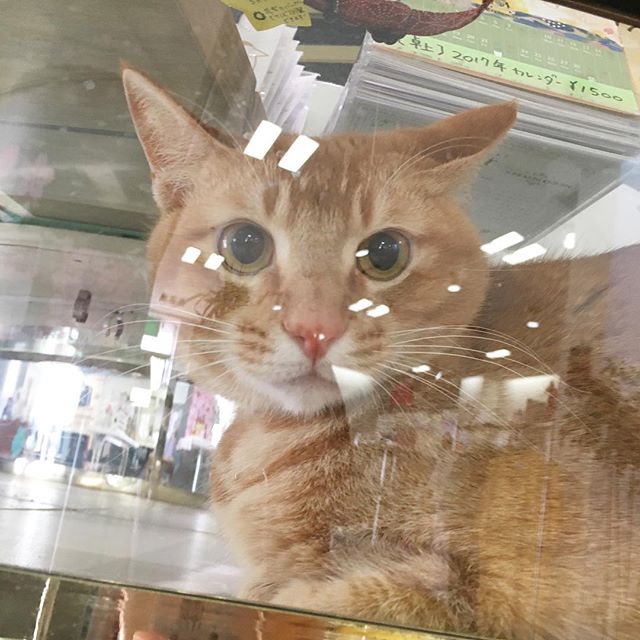 保護猫カフェネコリパブリック愛知江南店で暮らすちゃあの様子