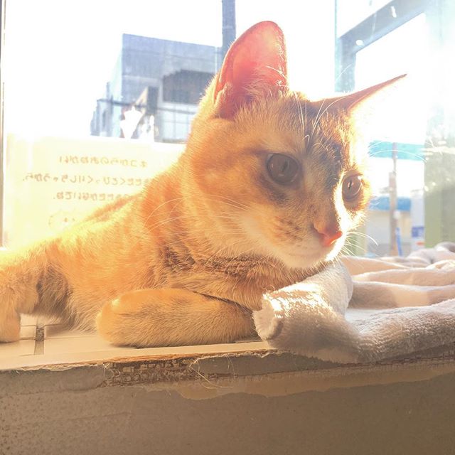 保護猫カフェネコリパブリック愛知江南店で暮らすちゃあの様子