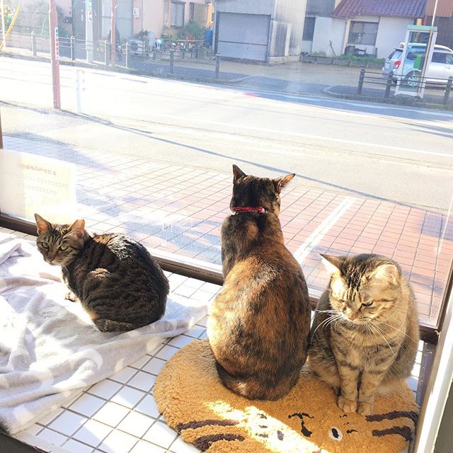 保護猫カフェネコリパブリック愛知江南店で暮らすチョビ 花 のりたまの様子