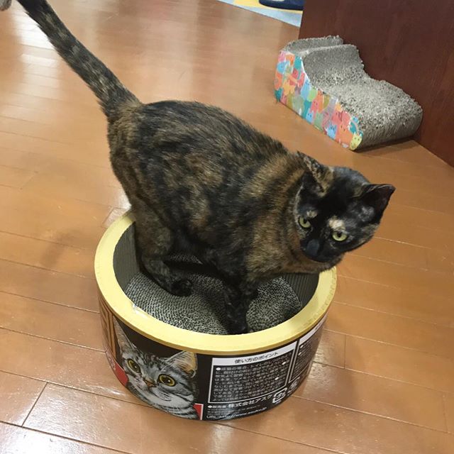 保護猫カフェネコリパブリック愛知江南店で暮らす花の様子