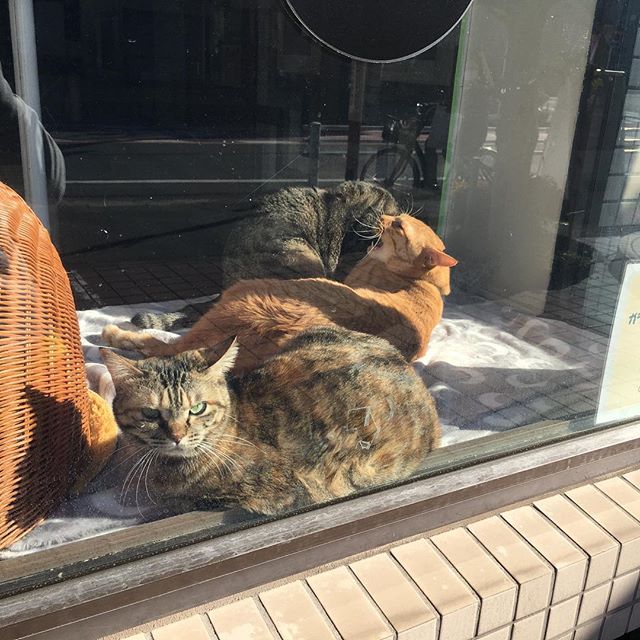 保護猫カフェネコリパブリック愛知江南店で暮らすのりたま チャイ マスオの様子