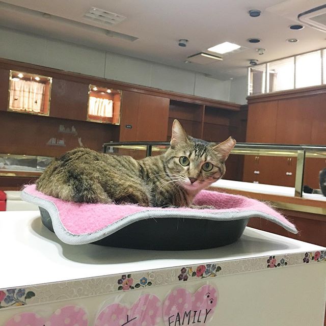保護猫カフェネコリパブリック愛知江南店で暮らすチルの様子
