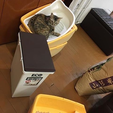 保護猫カフェネコリパブリック愛知江南店で暮らすのりたまの様子