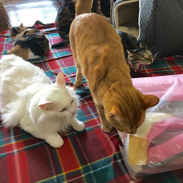 保護猫カフェネコリパブリック愛知江南店で暮らすみかん みるく オッドさん チャイ チョビの様子