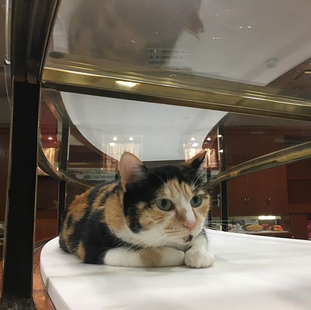 保護猫カフェネコリパブリック愛知江南店で暮らすチーの様子