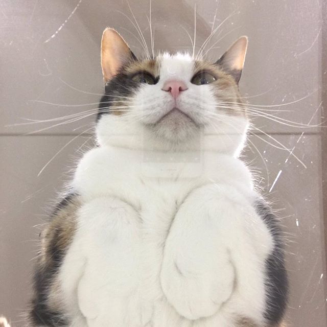 保護猫カフェネコリパブリック愛知江南店で暮らすみかんの様子