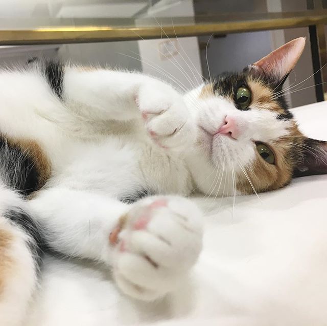 保護猫カフェネコリパブリック愛知江南店で暮らすみかんの様子