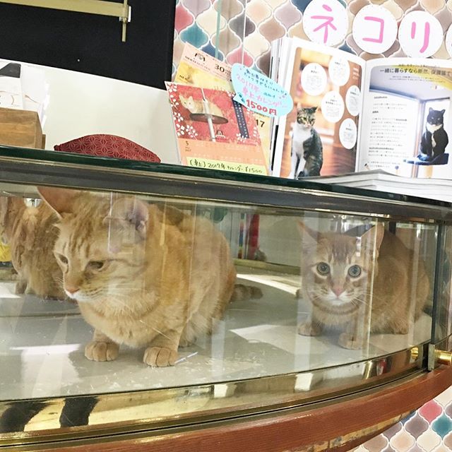 保護猫カフェネコリパブリック愛知江南店で暮らすチャイ ちゃあの様子