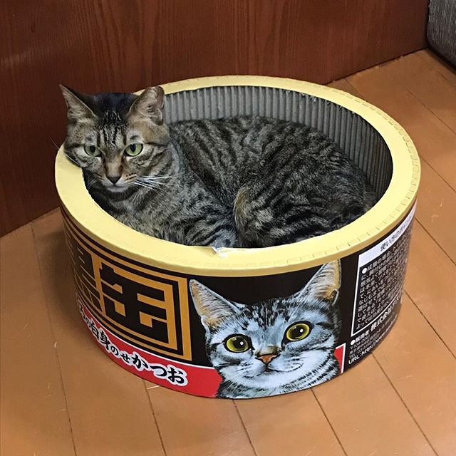 保護猫カフェネコリパブリック愛知江南店で暮らすウルの様子