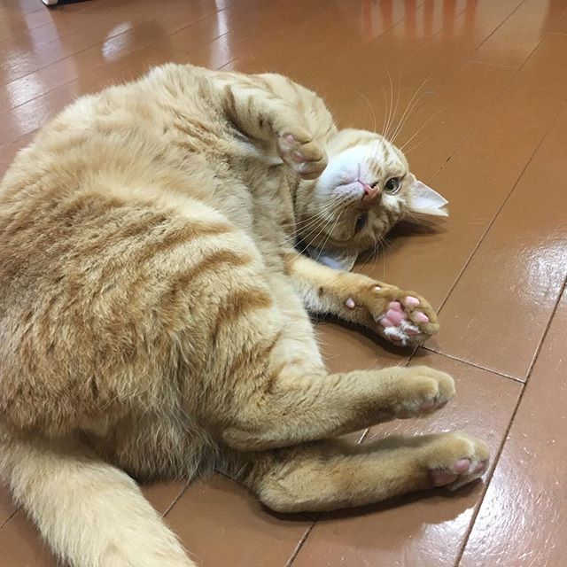 保護猫カフェネコリパブリック愛知江南店で暮らすチャイの様子