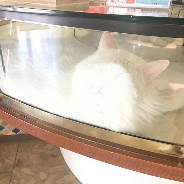 保護猫カフェネコリパブリック愛知江南店で暮らすオッドさんの様子