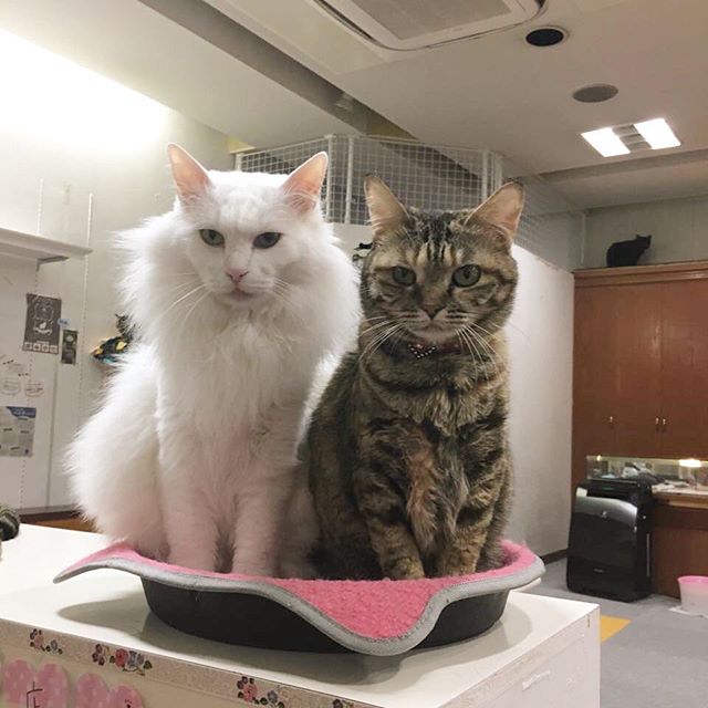 保護猫カフェネコリパブリック愛知江南店で暮らすオッドさん のりたまの様子