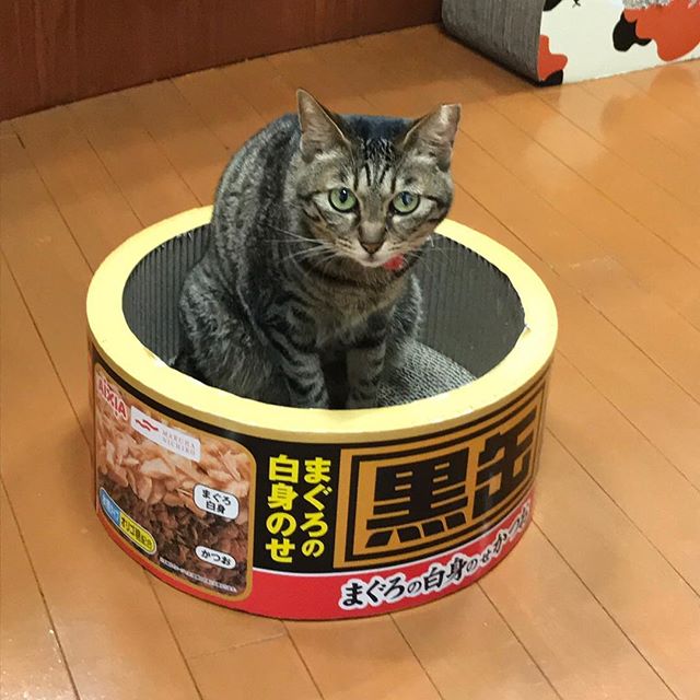 保護猫カフェネコリパブリック愛知江南店で暮らすチョビの様子