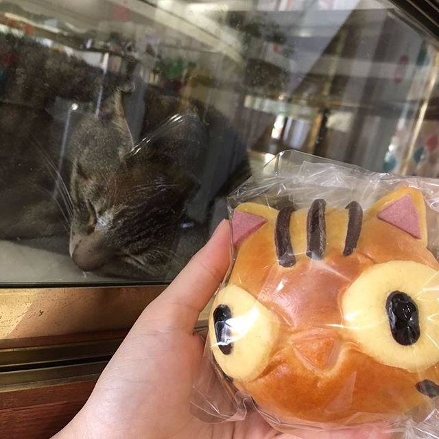 保護猫カフェネコリパブリック愛知江南店で暮らすマスオの様子