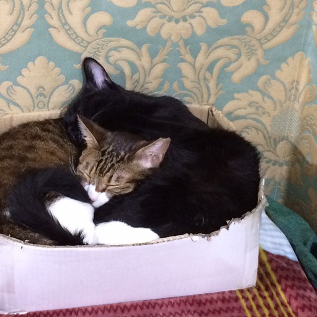 保護猫カフェネコリパブリック東京中野店で暮らすまい さつきの様子