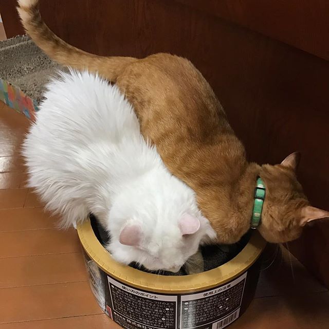 保護猫カフェネコリパブリック愛知江南店で暮らすオッドさん チャイの様子