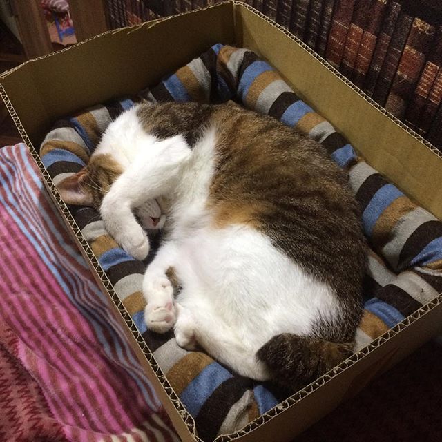 保護猫カフェネコリパブリック東京中野店で暮らすまいの様子