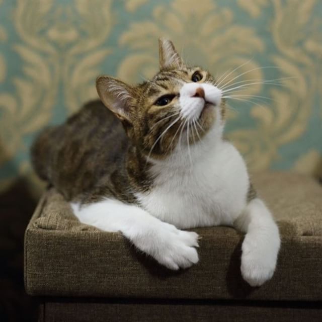 保護猫カフェネコリパブリック東京中野店で暮らすまいの様子