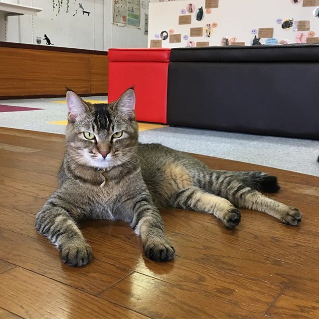 保護猫カフェネコリパブリック愛知江南店で暮らす一花の様子