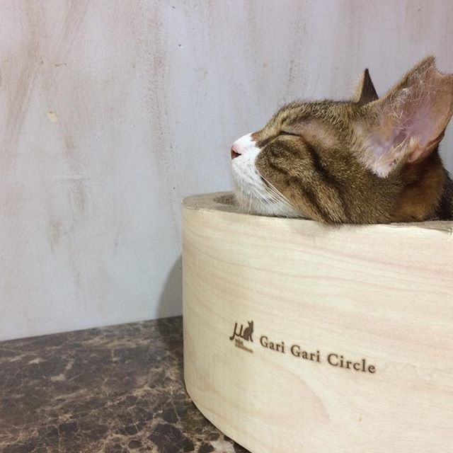 保護猫カフェネコリパブリック東京中野店で暮らす湯加減はいかがですか〜 まいの様子